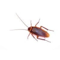Scarafaggi