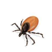 Tiques, acariens et araignées