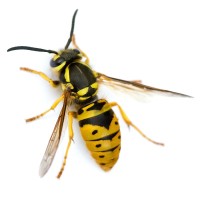 Wasps and Hornets