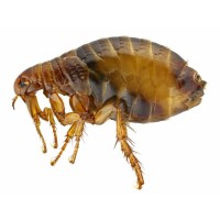 Pulci